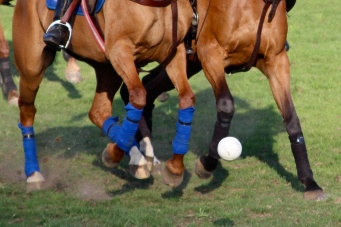 Horses playing soccer with the ball @CelinaLafuenteDeLavotha2014