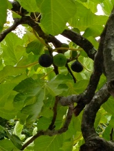 Under the fig tree on a summer day @CelinaLafuenteDeLavotha