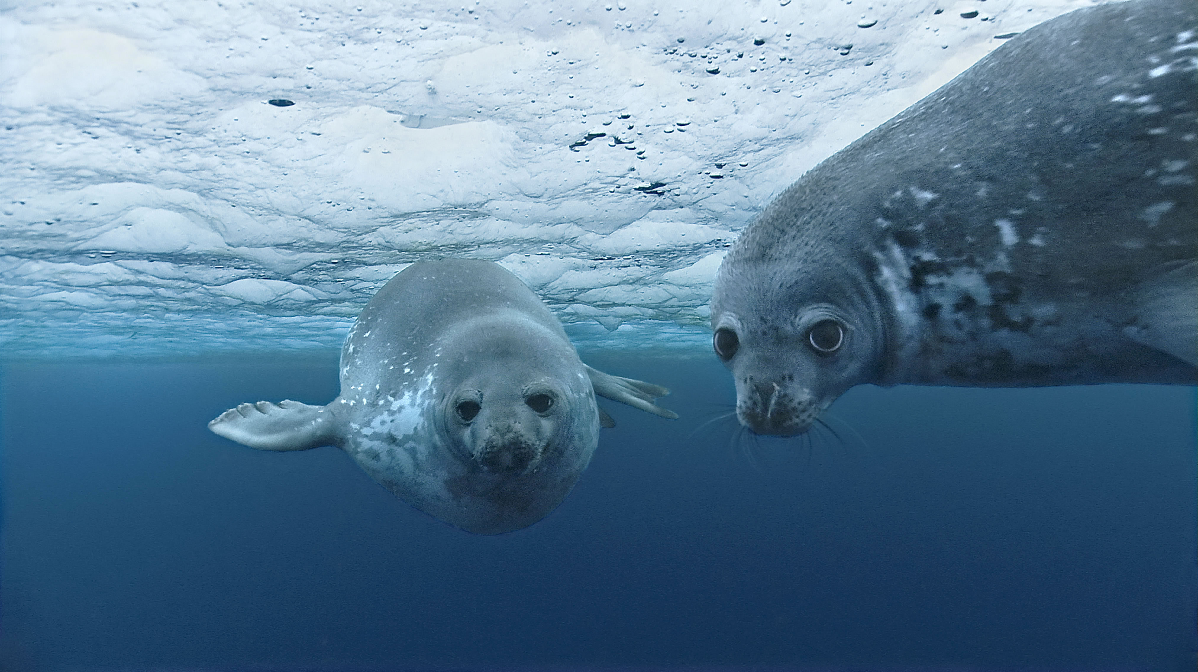 Жители ледовитого океана