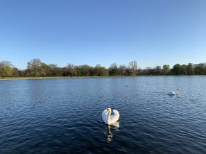 Swans practising social distance at the Round Pond, Kensington, London, UK April 5, 2020@Ella Montclare